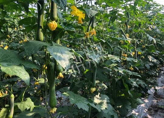 蔬菜種子種植戶客戶點(diǎn)評(píng)-種植“優(yōu)比1號(hào)”差的用戶，差到什么樣子？