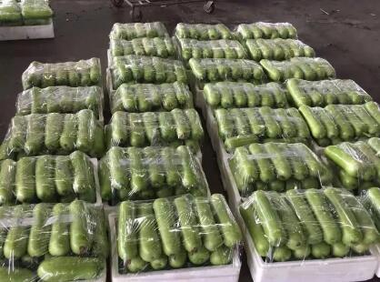 蔬菜種子種植戶客戶點(diǎn)評-上市早，價(jià)格好！我連續(xù)種了三年，滿意！