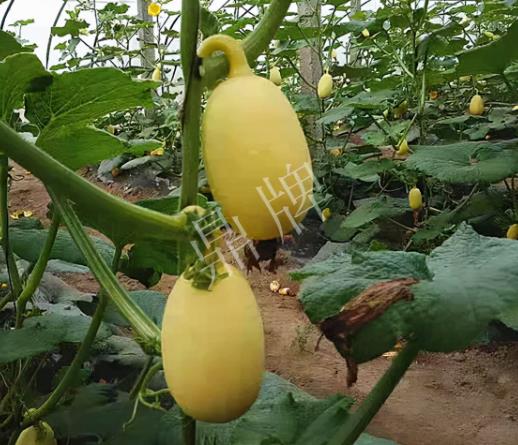 蔬菜種子種植戶客戶點(diǎn)評-上市了，14元/公斤。河南客戶發(fā)來…