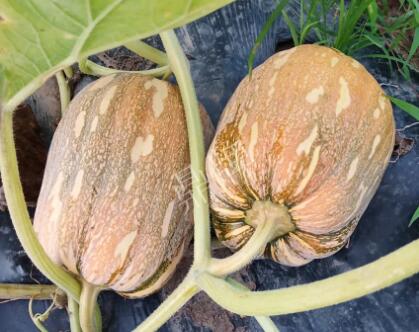 蔬菜種子種植戶客戶點(diǎn)評-“押寶”押對了，押對這個(gè)品種賺了2倍錢！