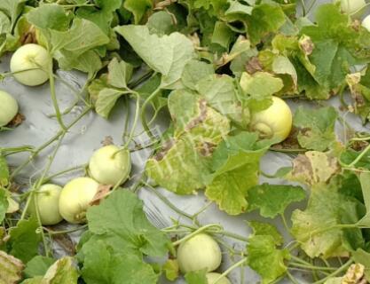 蔬菜種子種植戶客戶點評-低溫寡照的天氣，它仍然優(yōu)秀！