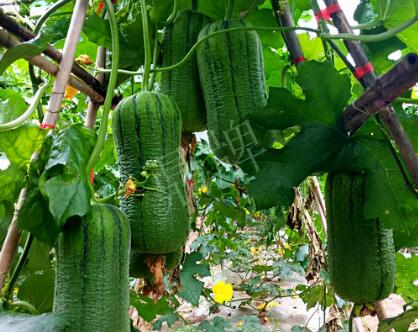 蔬菜種子種植戶客戶點(diǎn)評-這個(gè)新品種，讓我“頭痛”…