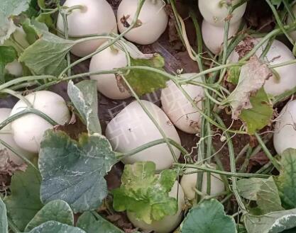 蔬菜種子種植戶客戶點評-“甜，真甜，真是甜！”