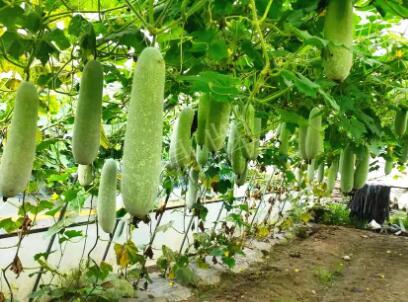 蔬菜種子種植戶客戶點評-我種的冬瓜，肉緊味甜，按個賣！