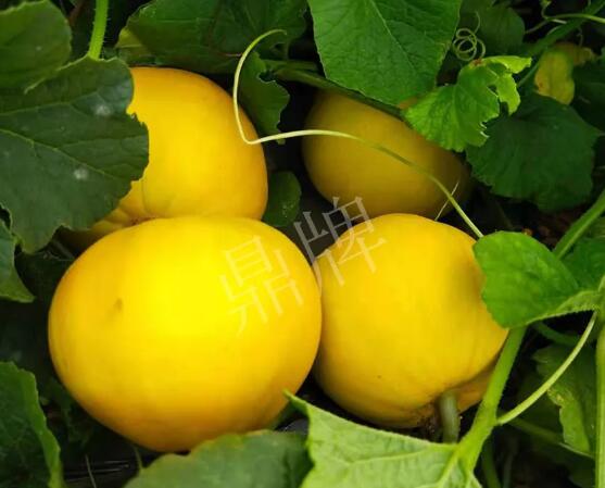 蔬菜種子種植戶客戶點(diǎn)評-純賺50萬，我這個(gè)“張大膽”榮光了一把！