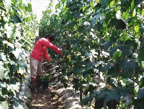 優(yōu)秀絲瓜作品展播，請為菜農(nóng)劉健平夫婦點贊