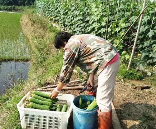 優(yōu)秀絲瓜作品展播，請為菜農(nóng)劉健平夫婦點贊