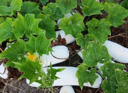 您種植過“堆堆瓜”嗎？看一看，地上全是瓜！一睹芳容