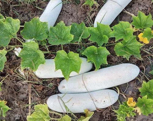 您種植過“堆堆瓜”嗎？看一看，地上全是瓜！一睹芳容