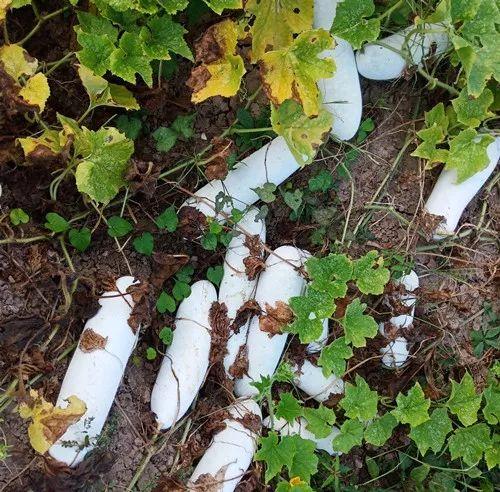 您種植過“堆堆瓜”嗎？看一看，地上全是瓜！一睹芳容