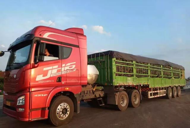 種南瓜竟然種出“麻煩”了，瓜販搶購，電視臺記者也趕來了