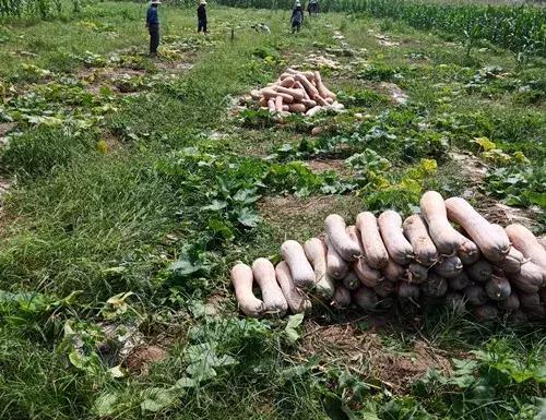 種南瓜竟然種出“麻煩”了，瓜販搶購，電視臺記者也趕來了