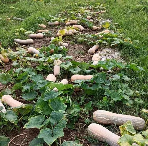 種南瓜竟然種出“麻煩”了，瓜販搶購，電視臺記者也趕來了