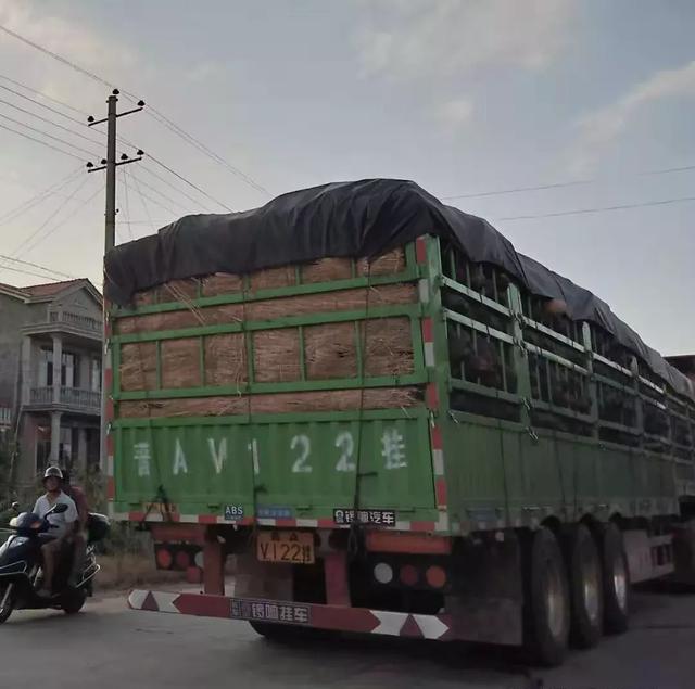 種南瓜竟然種出“麻煩”了，瓜販搶購，電視臺記者也趕來了