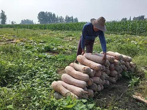 種南瓜竟然種出“麻煩”了，瓜販搶購，電視臺記者也趕來了