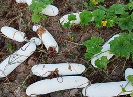 蔬菜種子種植戶客戶點評-您種植過“堆堆瓜”嗎？看一看，地上全是瓜！一睹芳容！