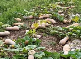 蔬菜種子種植戶客戶點評-周小為種植的健美蜜本又被報銷了，連電視臺記者也趕來了！