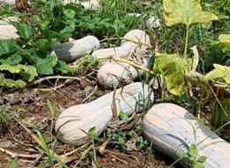 蔬菜種子種植戶客戶點評-一袋種子100粒，輕松賺回3000元...