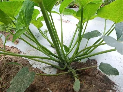 菜農(nóng)種植無(wú)需噴農(nóng)藥的蔬菜，不僅栽培簡(jiǎn)單、而且效益高