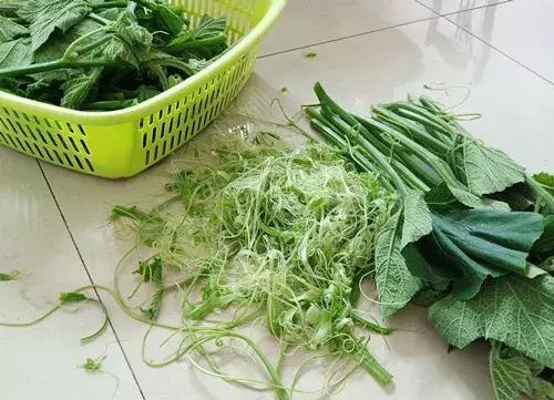 菜農(nóng)種植無(wú)需噴農(nóng)藥的蔬菜，不僅栽培簡(jiǎn)單、而且效益高