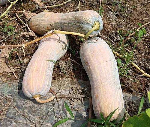 蔬菜種子栽培技術(shù)-“健美蜜本”南瓜7問？