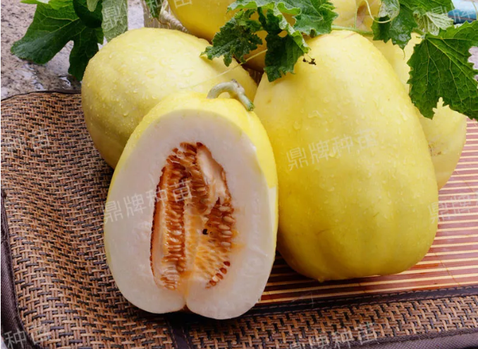 雇工難、成本高，想種甜瓜怎么辦？