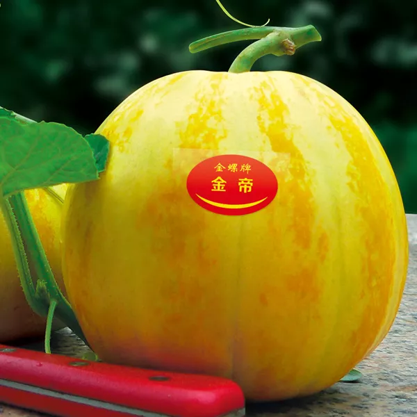 薄皮甜瓜，哪個(gè)品種最好呢？畝產(chǎn)高達(dá)10萬，附4種市場(chǎng)爆款品種