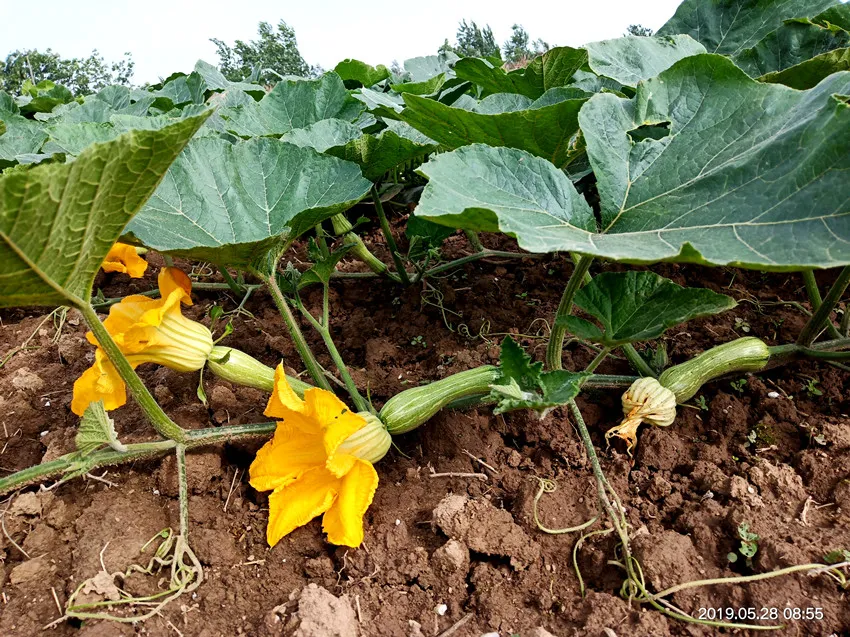 3元1斤的健美蜜本南瓜快成熟了，緬甸種植戶(hù)發(fā)來(lái)圖片與視頻