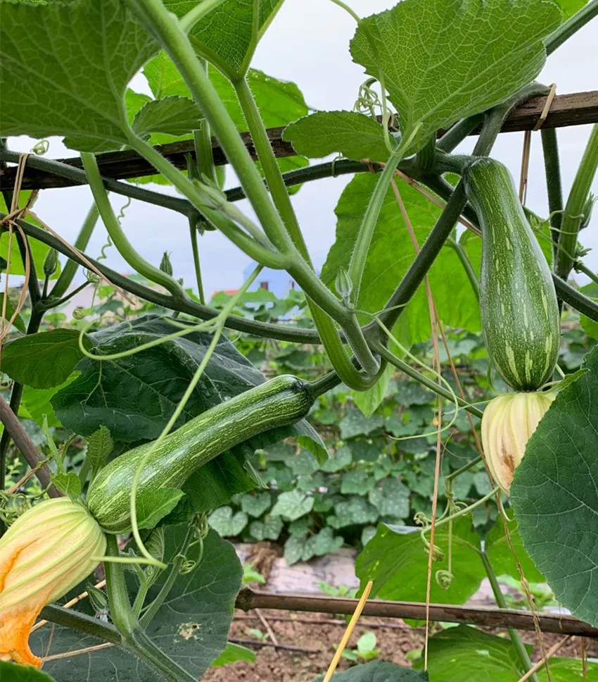 3元1斤的健美蜜本南瓜快成熟了，緬甸種植戶(hù)發(fā)來(lái)圖片與視頻