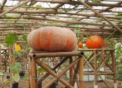 知道最甜最面的南瓜品種嗎？盤點十種有營養(yǎng)的甜面南瓜...