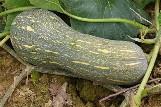 知道最甜最面的南瓜品種嗎？盤點十種有營養(yǎng)的甜面南瓜...