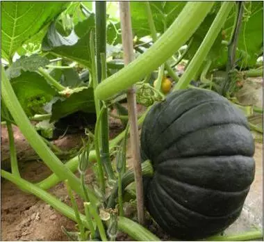 知道最甜最面的南瓜品種嗎？盤點十種有營養(yǎng)的甜面南瓜...