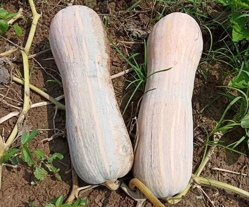 生吃都好吃南瓜新品種，沒有大肚子，肉質(zhì)更密致，農(nóng)戶試種下