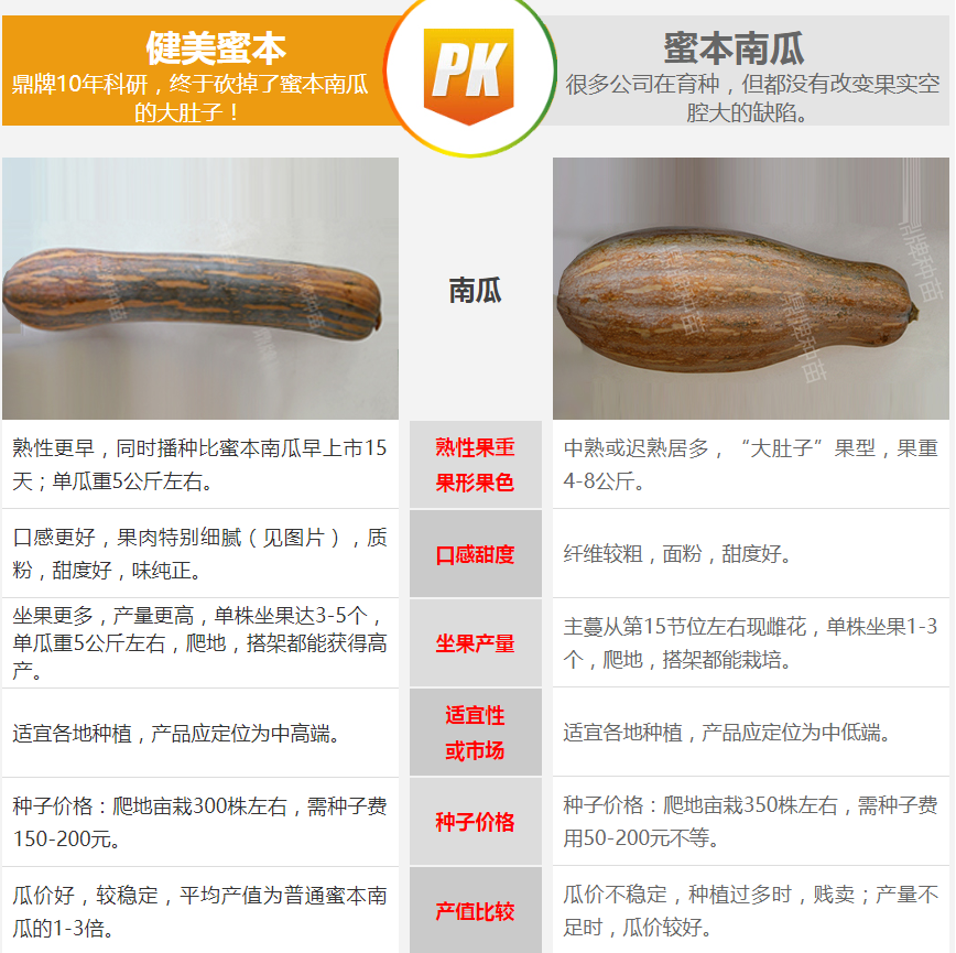 生吃都好吃南瓜新品種，沒有大肚子，肉質(zhì)更密致，農(nóng)戶試種下