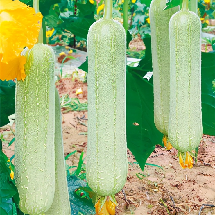 絲瓜新品種層不出窮，2021年，哪個(gè)絲瓜品種最值得種植？