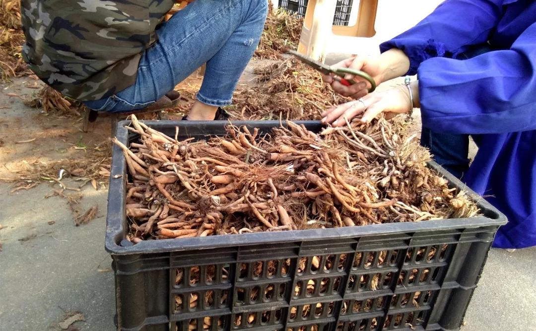 一斤接近20塊，原來它才是最火的國民蔬菜！全國都適種