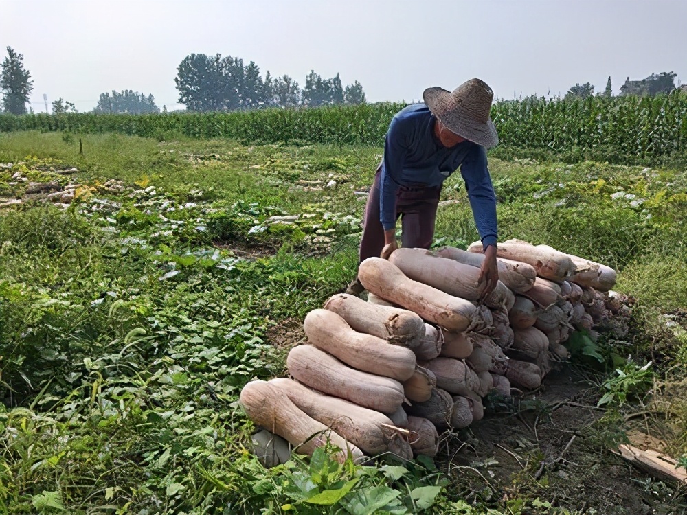 一位轉(zhuǎn)業(yè)后的特種兵，辦農(nóng)場(chǎng)種瓜菜，靠1個(gè)優(yōu)點(diǎn)，年賺200萬