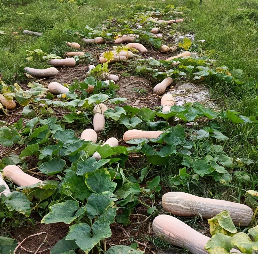 一位轉(zhuǎn)業(yè)后的特種兵，辦農(nóng)場(chǎng)種瓜菜，靠1個(gè)優(yōu)點(diǎn)，年賺200萬