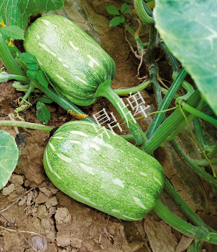 畝產(chǎn)6000公斤的南瓜上市，20年科研他就為打造1個(gè)爆款品種