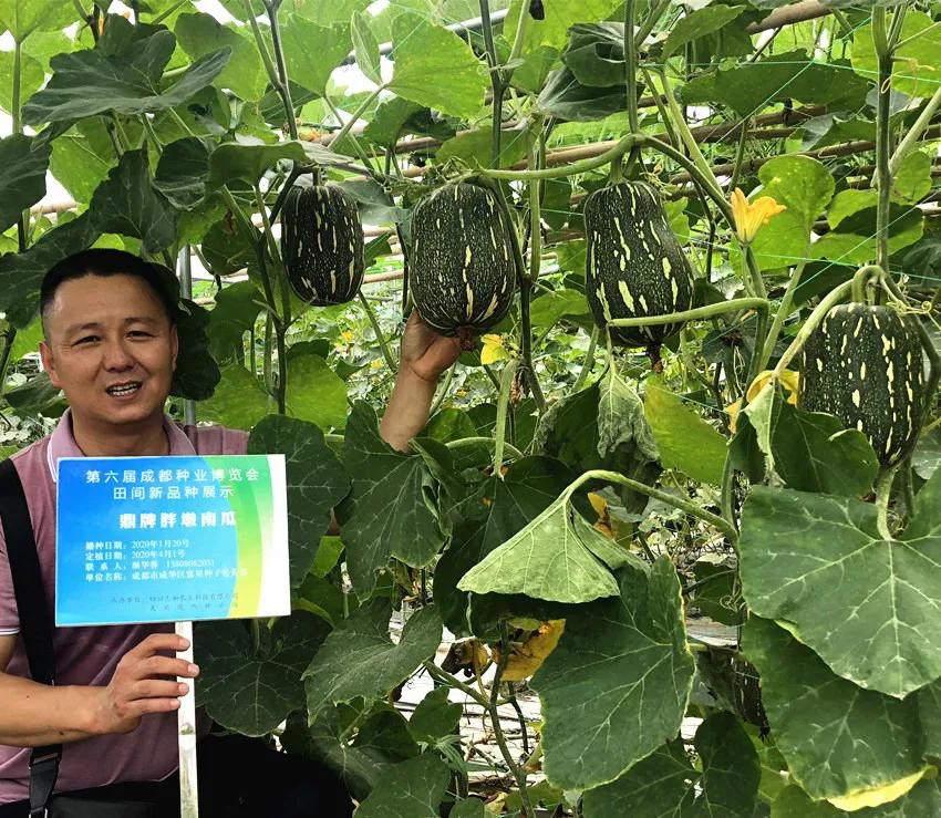 畝產(chǎn)6000公斤的南瓜上市，20年科研他就為打造1個(gè)爆款品種