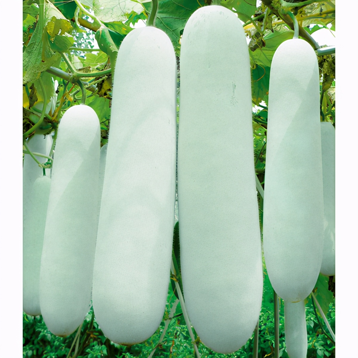 這個(gè)冬瓜品種放1年不壞，口感脆甜，多年科研就為打造這1個(gè)爆品