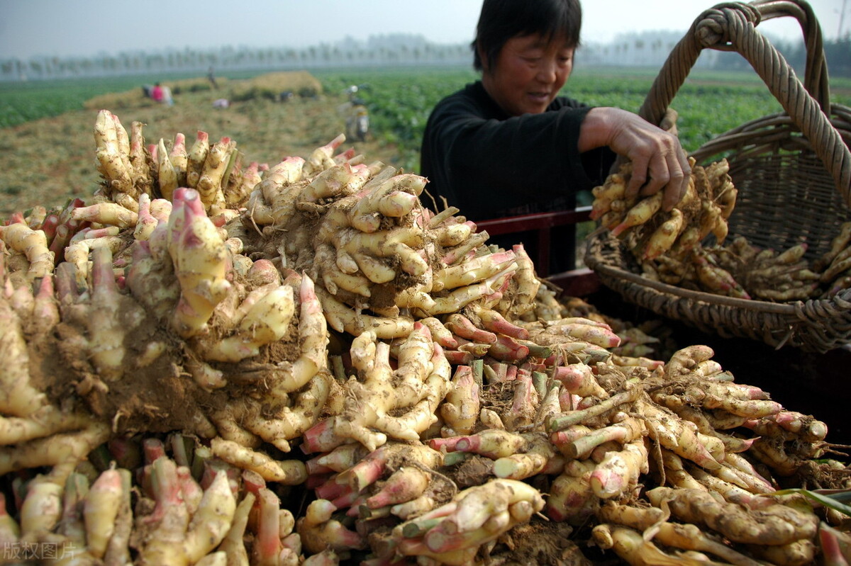 時(shí)隔三年，向錢蔥、姜你軍又來了，心動(dòng)了嗎？來年你會(huì)換品種嗎？