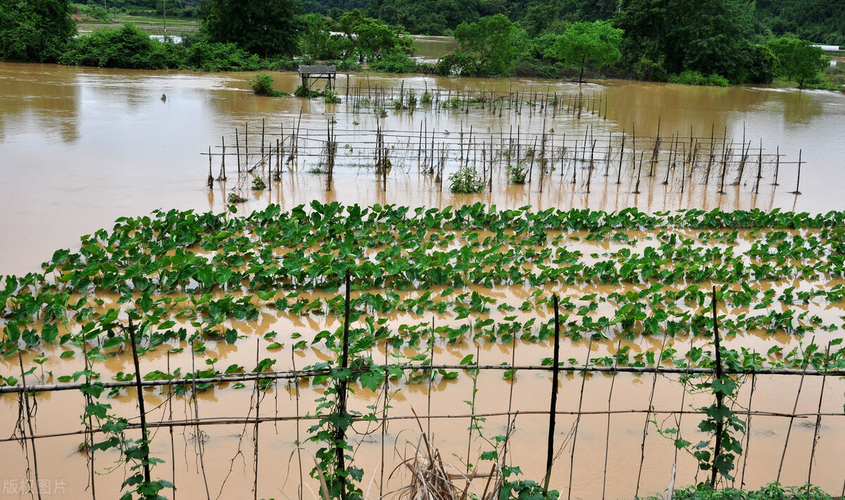 時(shí)隔三年，向錢蔥、姜你軍又來了，心動(dòng)了嗎？來年你會(huì)換品種嗎？