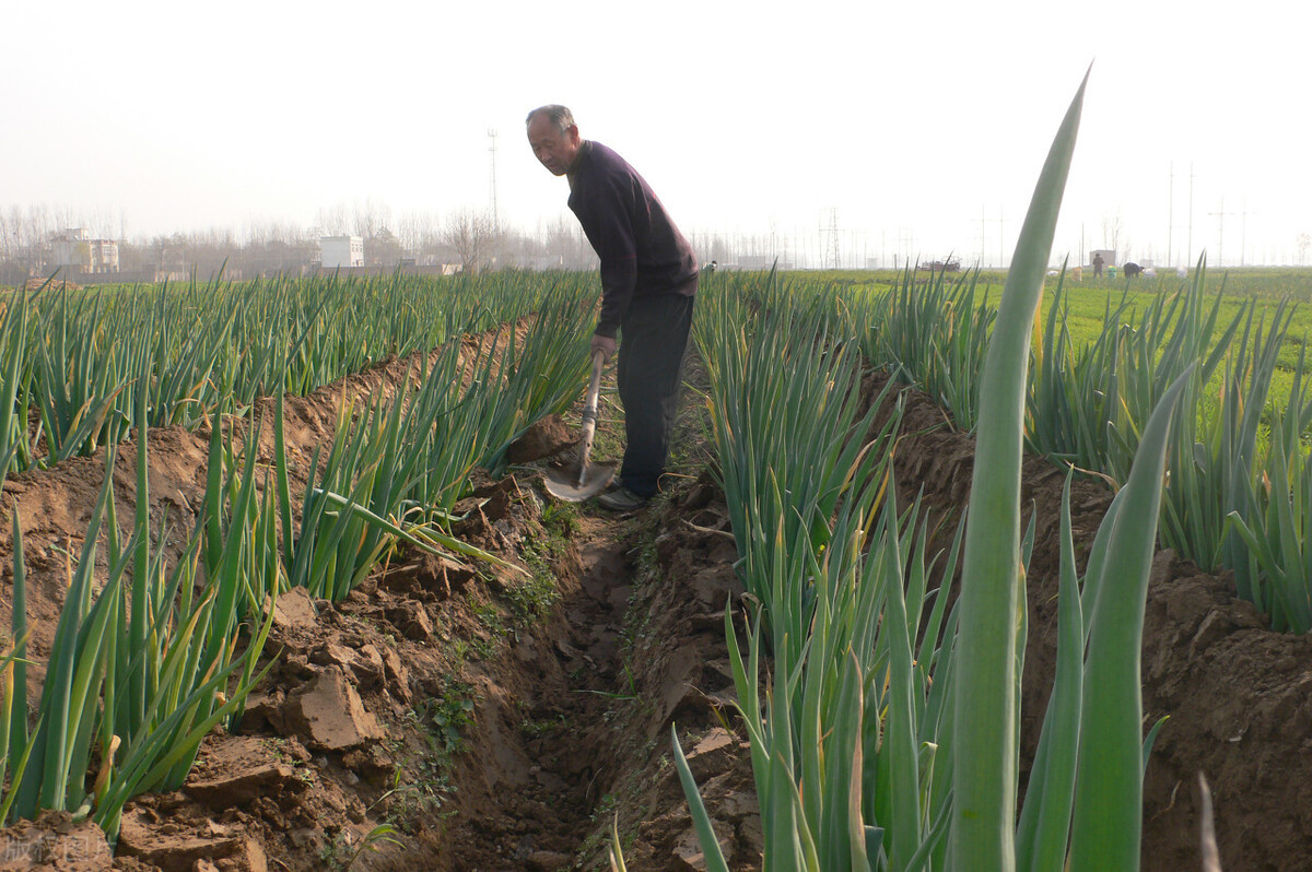 時(shí)隔三年，向錢蔥、姜你軍又來了，心動(dòng)了嗎？來年你會(huì)換品種嗎？