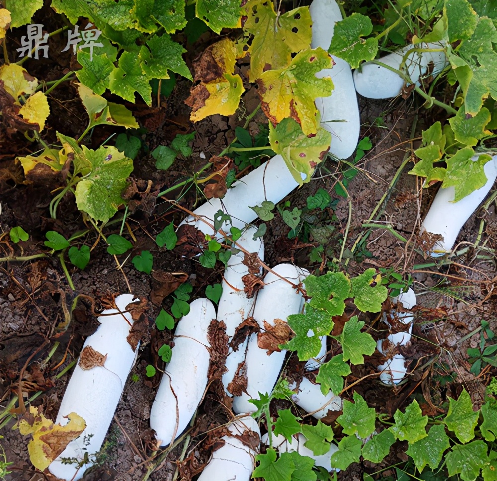 畝產(chǎn)值可達(dá)3萬元的冬瓜終上市，21年科研沉淀成就它