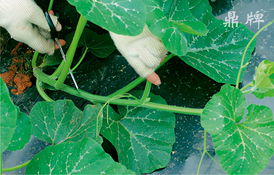 種這種綠葉菜，栽培輕松，畝產(chǎn)值過(guò)萬(wàn)元，菜農(nóng)表示很劃算