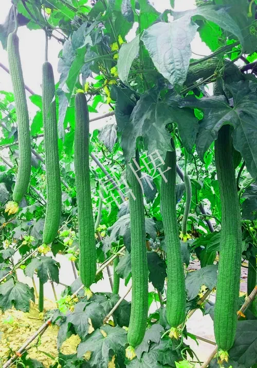 它是絲瓜種植戶的新選擇，節(jié)節(jié)有瓜，瓜長而不彎曲