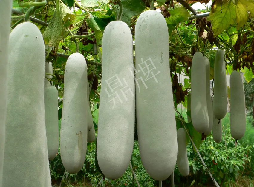 這個(gè)品種太優(yōu)秀了！耐儲(chǔ)耐運(yùn)，適合大面積種植，菜農(nóng)瓜販都喜歡