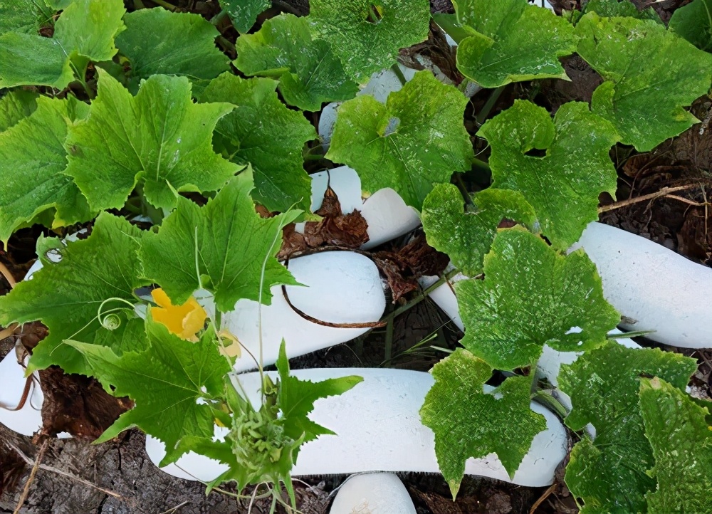 這個(gè)品種太優(yōu)秀了！耐儲(chǔ)耐運(yùn)，適合大面積種植，菜農(nóng)瓜販都喜歡