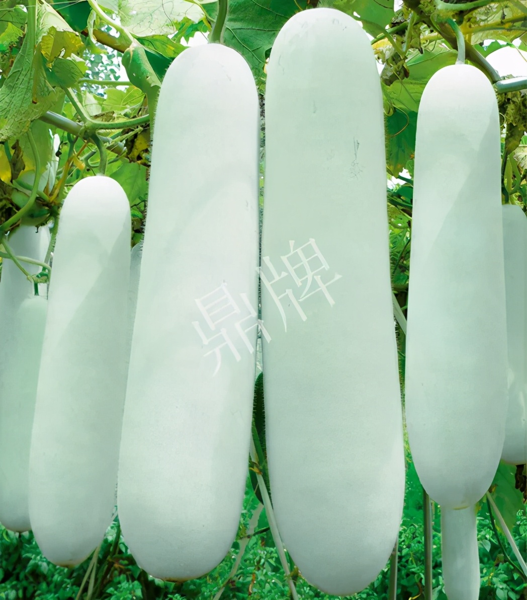 這個(gè)品種太優(yōu)秀了！耐儲(chǔ)耐運(yùn)，適合大面積種植，菜農(nóng)瓜販都喜歡